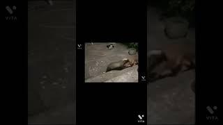 오금이 저리는 오소리의 전투력. Honey Badger vs Fox. https://www.youtube.com/watch?v=09oyD7w8NZ4