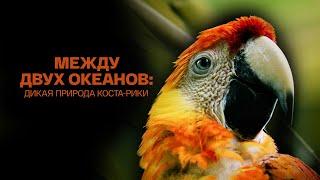 Между двух океанов дикая природа Коста Рики