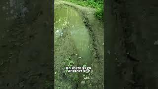 Frogs Jumping Out Of Mud