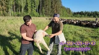 ГӮСФАНДҲОИ АРЗОН СРОЧНО