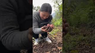 I like potatoes . #dzongu #mountains #garden #potatoes #fresh -#organicliving