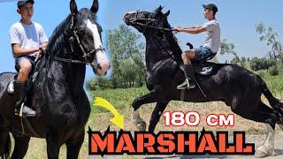 МАРШАЛЛ 180 см КАРА КАШКА