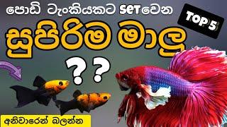 ලේසියෙන් හදන්න පුලුවන් ලස්සන පුංචි මාලු 5 ක්  small fish tank setup sinhala