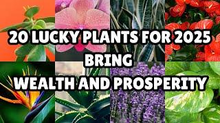 Top 20 Lucky House Plants for 2025 | Lucky Indoor Plants for 2025 | Feng Shui Plants