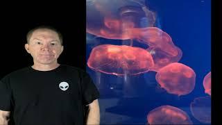 "Jellyfish" UAP analysis!
