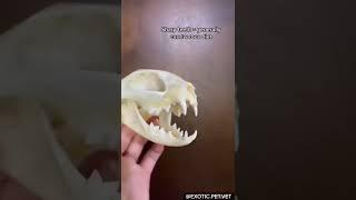 Cat Skull And Why They Are Carnivores