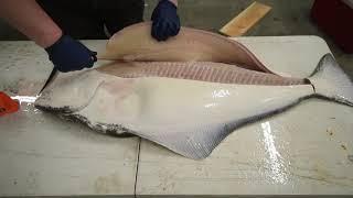 How to Fillet a Halibut (EASY METHOD) - KastKing