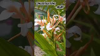 The ginger Hedychium "Pink flame" in the south Spain autumn (Málaga) #mgmt #ginger #plants #exotic