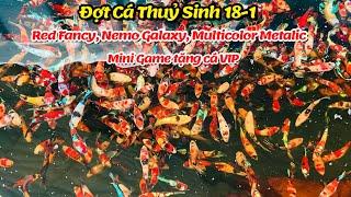 Đợt Cá Betta 18-1 Thuỷ Sinh Red Fancy, Nemo Galaxy, Multicolor, Metalic hàng đẹp giá tốt !