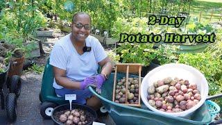 Harvesting multiple varieties of potatoes