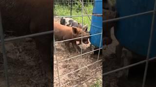 Quick, Easy, and CHEAP Pig Waterer Build! #pig #pigs #water #farming #animals #shortsfeed #hog