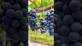 Fruit Varieties & Picking Fruits From Tree  #shorts #youtubeshorts #shortvideo