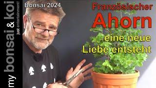 Bonsai 2024-52 - französischer Ahorn - eine neue Liebe entsteht