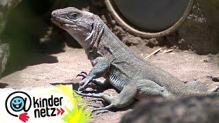 Warum werfen Eidechsen ihren Schwanz ab? | OLI's Wilde Welt | SWR Kindernetz