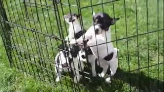 Toy Fox Terrier Puppies For Sale