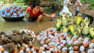 Women Help baby Duck and egg At river - Fried egg for dog Eating delicious HD