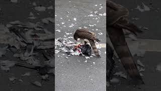 Sparrow hawk eats pigeon alive