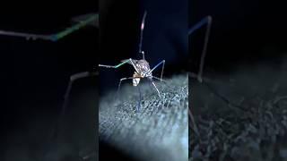 The Mosquito || Macro Videography #shorts #trending #nature