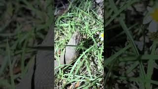 Searching the Everglades for a 20 footer #snake#animal#nature#wildlife#python#shorts#florida#funny
