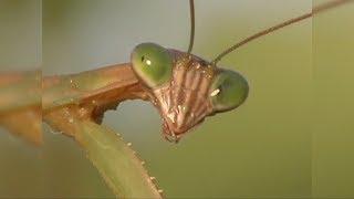 Nature's Perfect Predators: Praying Mantis