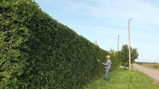 Осенние заботы !Стрижка живой изгороди!Общий вид!Autumn worries! Hedge trimming! General form!