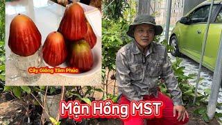 2 cách nhận biết giống MẬN HỒNG MST