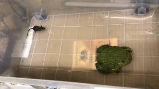 【捕食閲覧注意】アフリカウシガエルとマウス　African bullfrog tries to eat a mouse