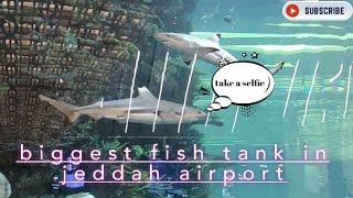 biggest fish Tank in Jeddah Airport - New Jeddah International Airport - Saudi Arabia - Fish Tank