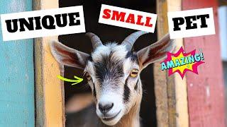 Mini Nubian Goat: What makes this tiny dairy goat so extraordinary?