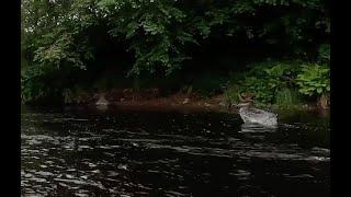 Salmon fishing on the River Ericht