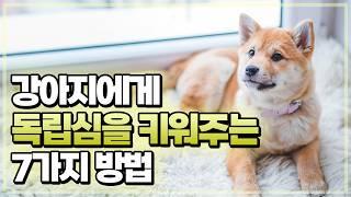강아지가 혼자 잘 지낼 수 있게 교육하는 7가지 방법.  강아지 분리불안 교육법.