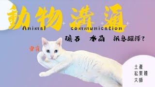 Communication with pets and mineral stones? Is it the true heartfelt voice or the imagination?