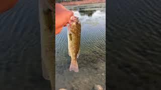 This bass’s face is dis formed! #shorts #fishing #fyp #utah #catchandrelease #viral #bassfishing  ￼