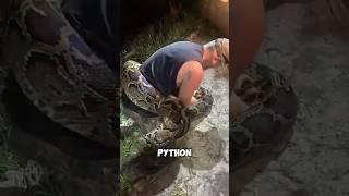 How to catch pythons with only your hands? ️