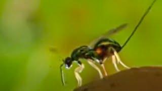 Oak Tree and Wasp Eggs | Life in the Undergrowth | BBC Studios