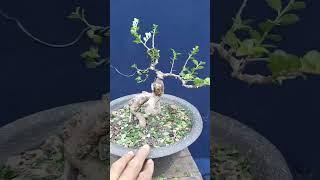 Tiết mục phá cây nhé các bác