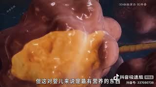 @科普谈探 第10集|母乳是妈妈的血变的吗?其 产生过程堪称奇迹! #母乳#生命科学 #人体奥秘 #科普一下#涨知识