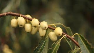 RUSSIAN OLIVE (Elaeagnus angustifolia)