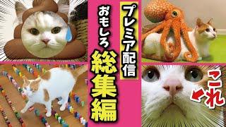 【プレミア公開】面白すぎる猫動画を見ながらみんなでおしゃべりしませんか？【関西弁でしゃべる猫】【猫アテレコ】