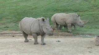 Check out the Nikita Kahn Rhino Rescue Center at San Diego Safari Park