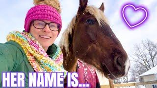 Our NEW Chocolate Mare's NAME REVEAL!