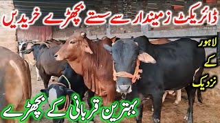 Cholistani Sahiwal Bachre Near Lahore Cow Mandi | Cow Mandi 2024 | Chand TV Punjab Farming