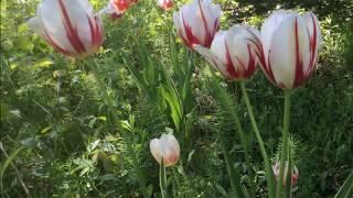 Canada 150 Tulips - Proud Canadian