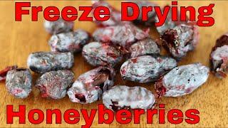 Preserving Honeyberries With Freeze Drying!