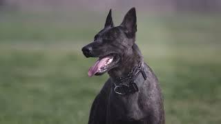 Discover SIG, the Amazing Dutch Shepherd!