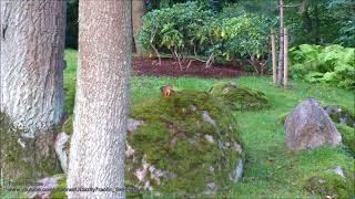 Squirrels fighting in Japanese Garden of Kadriorg Park.