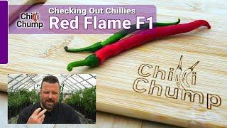 Red Flame F1 - Episode 17: Checking out Chillies with ChilliChump