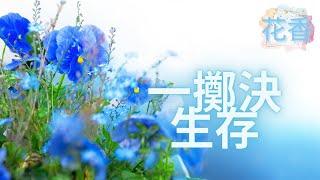 《 一擲決生存 》=== ️創意寫作 | 抒情散文 | 經典作品 | 情感日誌 | 人生感悟 | 詩詞閱讀 | 經典散文 | 好文分享 |