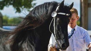 BLACK PEARL FRIESIANS AT TRAILS END FARM