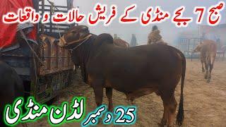 Luddan Cow Mandi Today Latest Update 25-12-2024 - Cow Mandi 2024 - Cholistani Bachre in Ludan Mandi